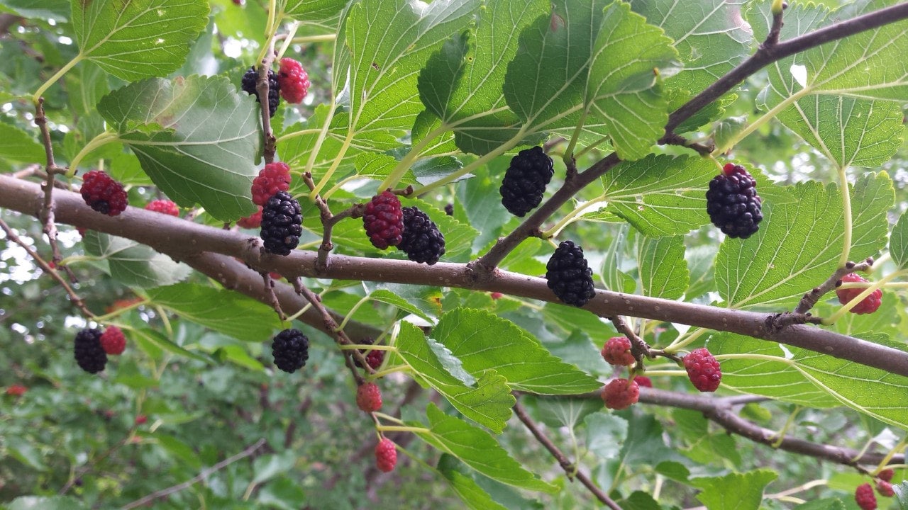 Trader Everbearing Mulberry | Thimble Hill Nursery