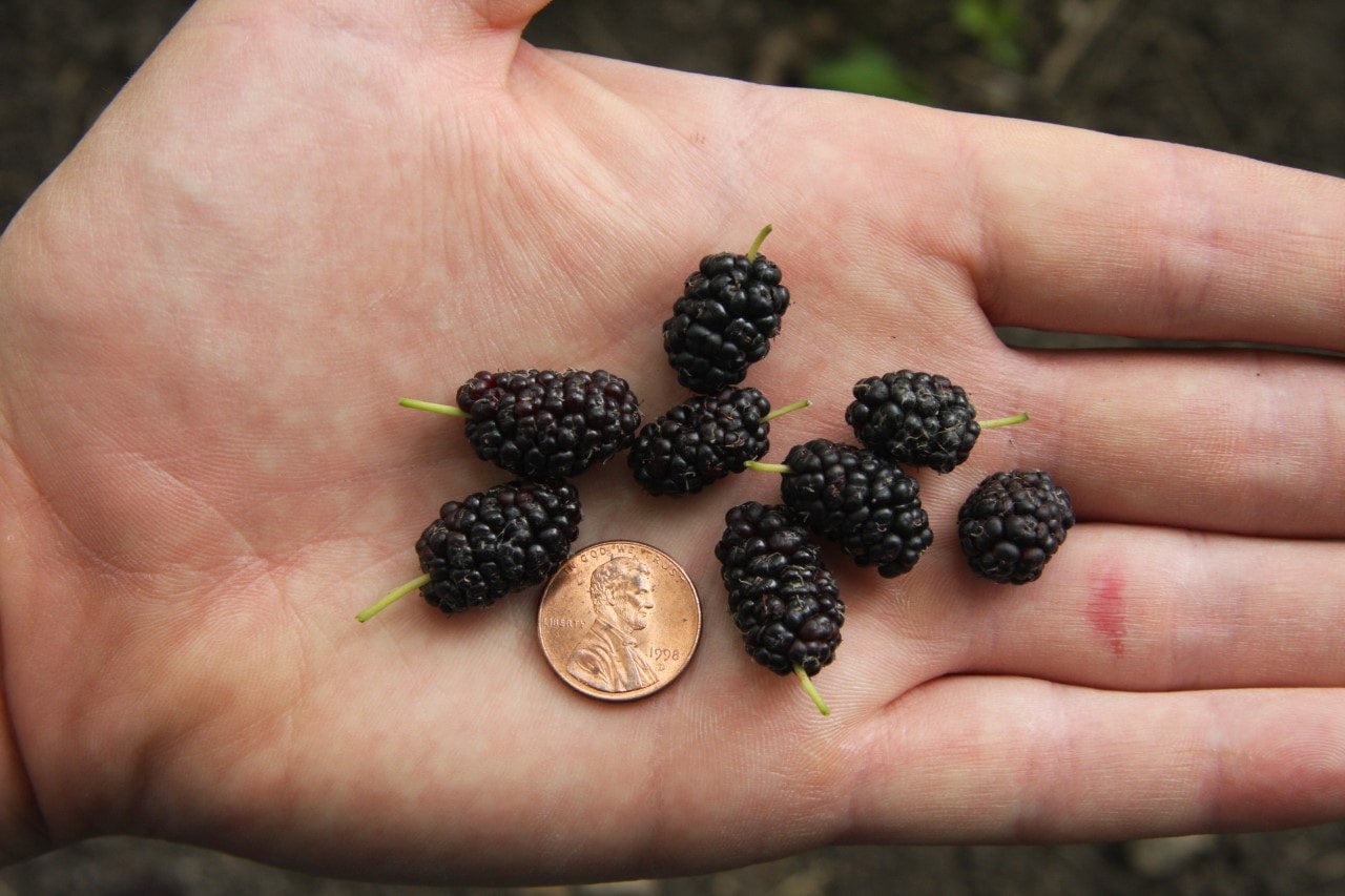 Trader Everbearing Mulberry Thimble Hill Nursery