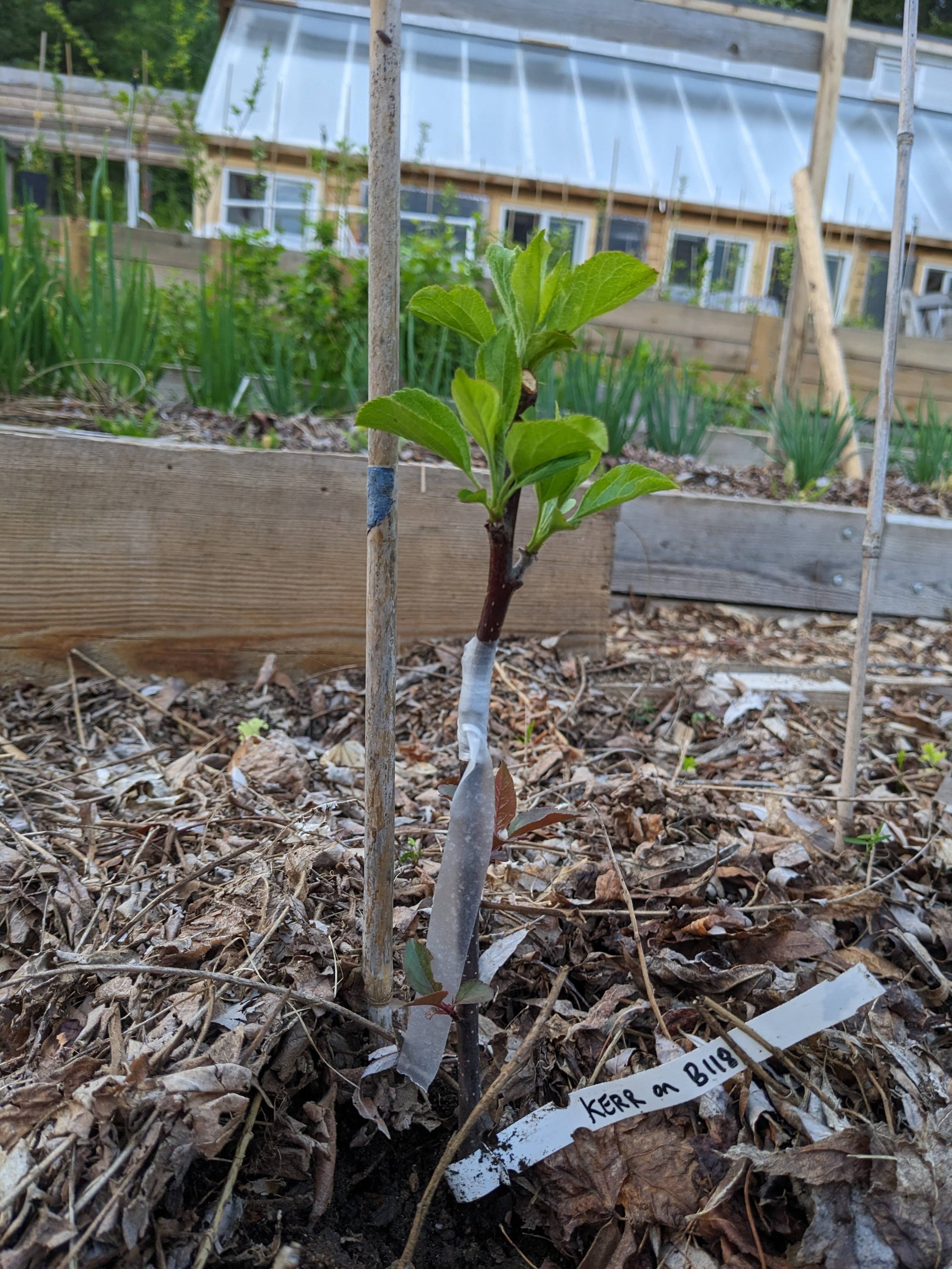 Fruit Tree Grafting Thimble Hill Nursery